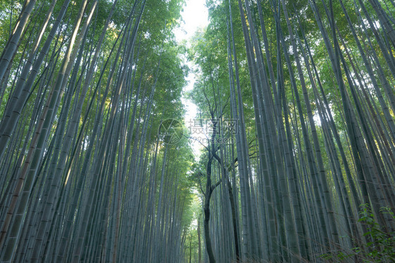 日本竹林山高树日本京都郊外旅行度假中的高山树自然公园高景观背图片