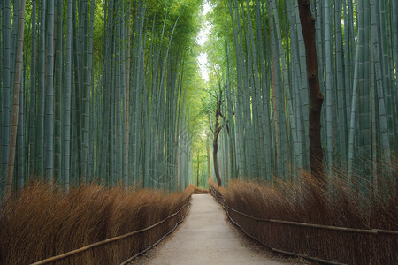 日本青山竹林Arashiyama在日本京都郊外旅行度假在自然公园中长树自然景观背图片