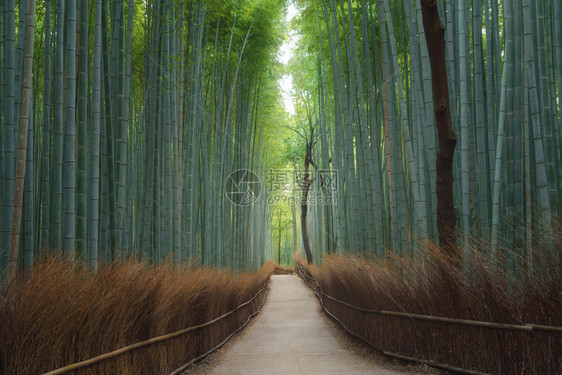 日本青山竹林Arashiyama在日本京都郊外旅行度假在自然公园中长树自然景观背图片