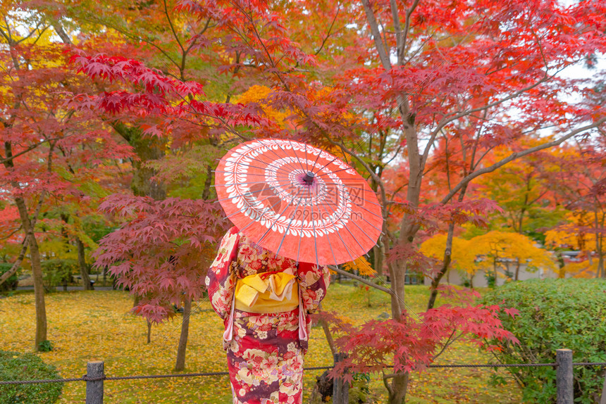 一名身着日本传统和服的亚裔妇女身着红伞图片