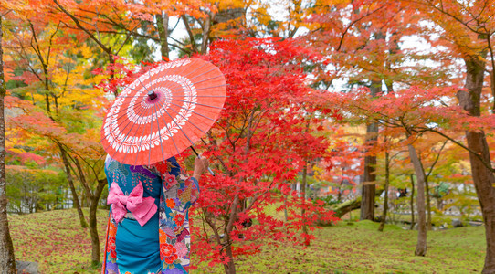 一名身着日本传统和服的亚裔妇女身着红伞图片