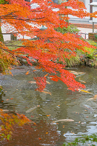 在亚马纳什藤川口子附近富饶的秋季在湖中或河带鱼的红树叶或落五个湖泊日本有蓝天空的树木自然景观背图片