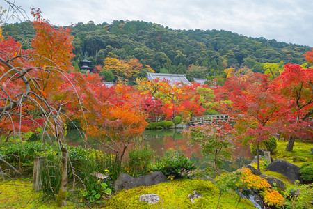 EikandoZenrinji寺庙有红色的树叶或秋天多彩的树木京都日本自然景观背图片