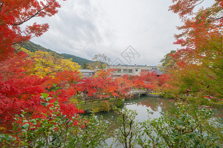 EikandoZenrinji寺庙有红色的树叶或秋天多彩的树木京都日本自然景观背图片