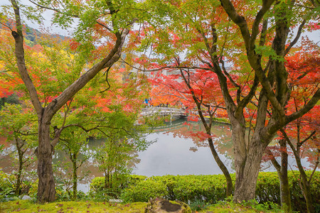 EikandoZenrinji寺庙有红色的树叶或秋天多彩的树木京都日本自然景观背图片