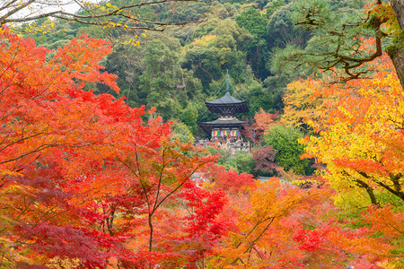 EikandoZenrinji寺庙有红色的树叶或秋天多彩的树木京都日本自然景观背图片