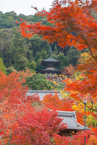 EikandoZenrinji寺庙有红色的树叶或秋天多彩的树木京都日本自然景观背图片