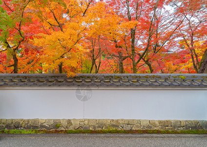 EikandoZenrinji寺庙有红色的树叶或秋天多彩的树木京都日本自然景观背图片