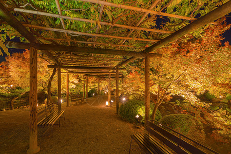 红色秋天的树叶隧道即走廊明亮的红树叶或秋天图片