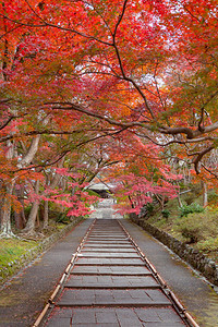 Bishamondo寺庙有红色的树叶或秋天多彩的树木京都日本自然景观背图片