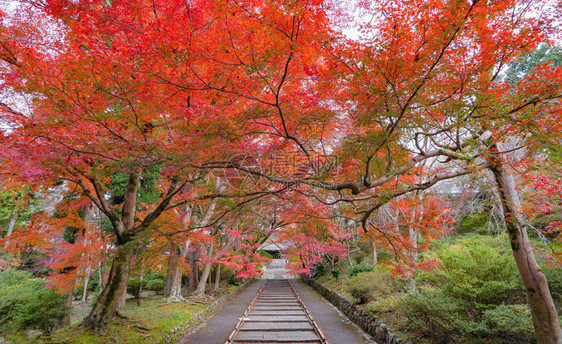 Bishamondo寺庙有红色的树叶或秋天多彩的树木京都日本自然景观背图片