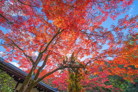 日本景点山桥藤川口子附近的多彩秋季红树叶或落五湖日本有蓝天空的树木自然景观背背景