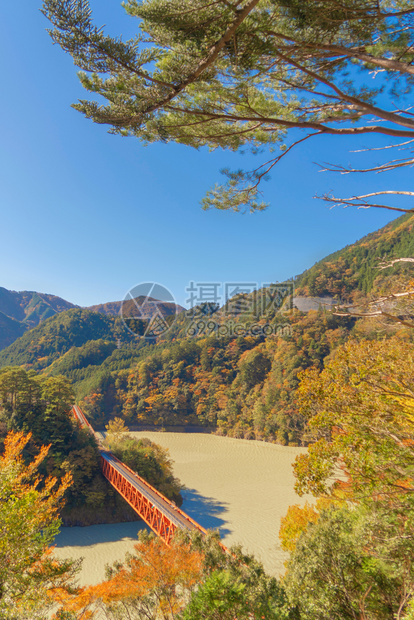 横渡长谷川铁路的蒸汽列车空中观察以在森林山丘和秋季蓝河的红落叶进行站岗日本静冈的红桥图片