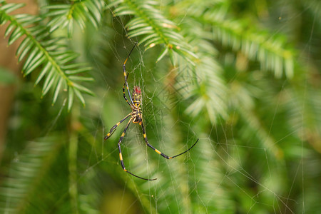 夏季热带森林的自然叶户外的蜘蛛毒液日本静冈的多彩昆虫动物图片