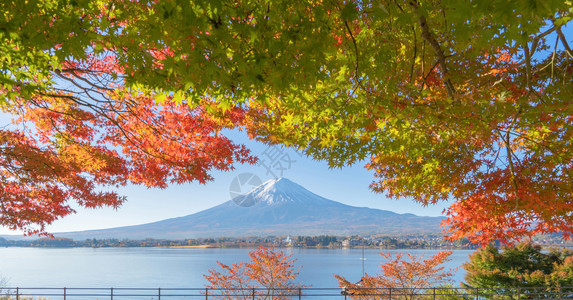 富士山上有红色的木叶或秋天多彩的季在亚马纳西藤川口子附近五个湖泊日本有蓝天的树木自然景观背图片