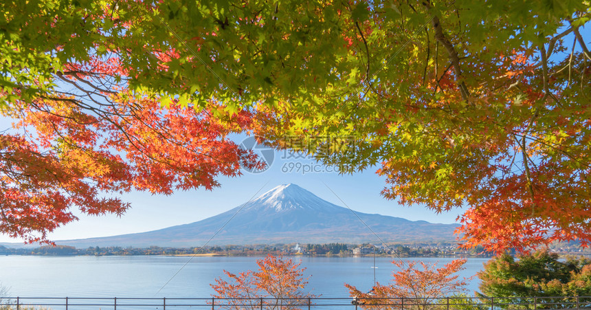 富士山上有红色的木叶或秋天多彩的季在亚马纳西藤川口子附近五个湖泊日本有蓝天的树木自然景观背图片