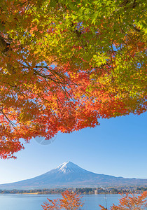 富士山上有红色的木叶或秋天多彩的季在亚马纳西藤川口子附近五个湖泊日本有蓝天的树木自然景观背图片