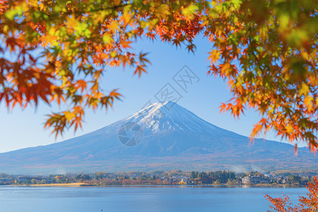 富士山上有红色的木叶或秋天多彩的季在亚马纳西藤川口子附近五个湖泊日本有蓝天的树木自然景观背图片