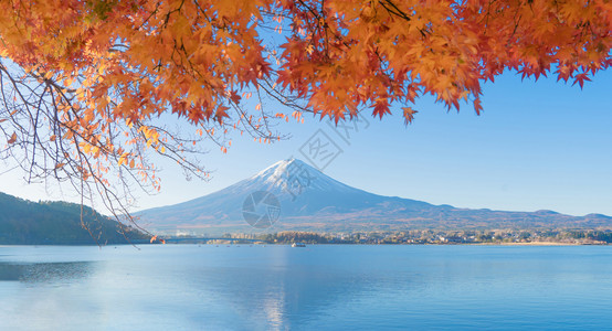 富士山上有红色的木叶或秋天多彩的季在亚马纳西藤川口子附近五个湖泊日本有蓝天的树木自然景观背图片