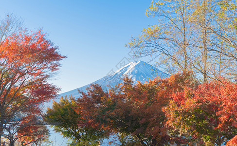 富士山上有红色的木叶或秋天多彩的季在亚马纳西藤川口子附近五个湖泊日本有蓝天的树木自然景观背图片