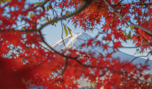 富士山上有红色的木叶或秋天多彩的季在亚马纳西藤川口子附近五个湖泊日本有蓝天的树木自然景观背图片