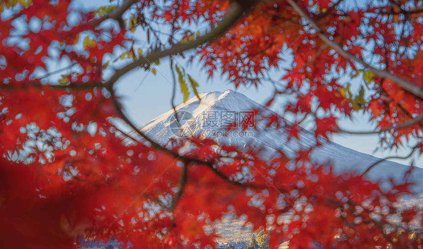 富士山上有红色的木叶或秋天多彩的季在亚马纳西藤川口子附近五个湖泊日本有蓝天的树木自然景观背图片