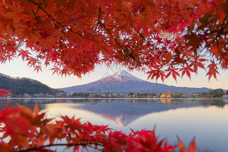 富士山上有红色的木叶或秋天多彩的季在亚马纳西藤川口子附近五个湖泊日本有蓝天的树木自然景观背图片