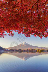 富士山上有红色的木叶或秋天多彩的季在亚马纳西藤川口子附近五个湖泊日本有蓝天的树木自然景观背图片