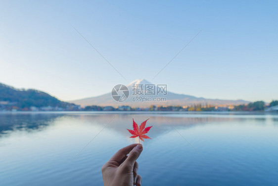 人类手与藤山持红色的离开在Yamaashi藤川口子附近的多彩秋季天落叶五个湖泊日本有蓝色天空的树木自然景观背图片