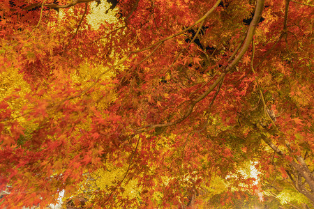 红色秋天的树叶隧道即走廊明亮的红树叶或秋天背景图片