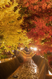 红色秋天的树叶隧道即走廊明亮的红树叶或秋天背景图片