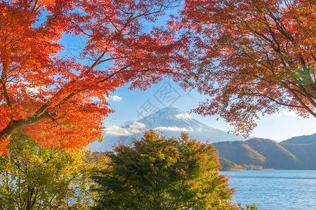 富士山上有红色的木叶或秋天多彩的季在亚马纳西藤川口子附近五个湖泊日本有蓝天的树木自然景观背图片