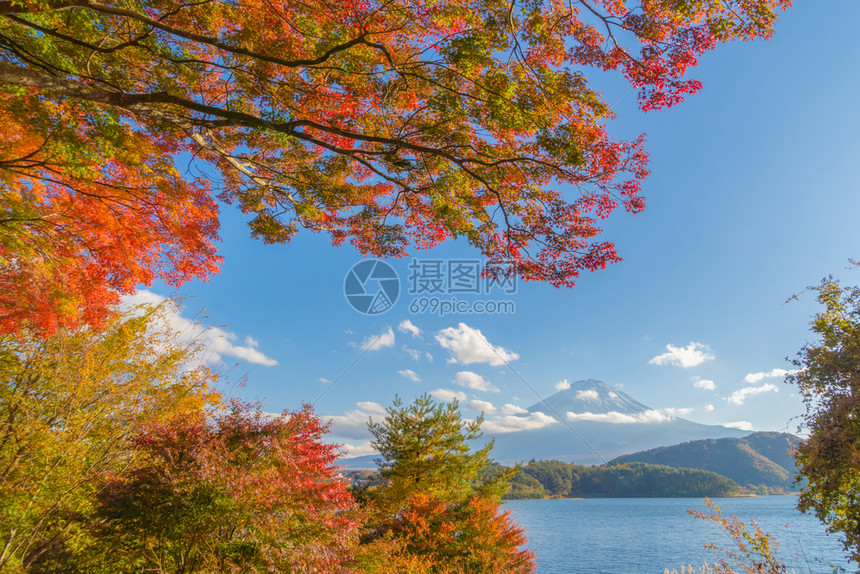 富士山上有红色的木叶或秋天多彩的季在亚马纳西藤川口子附近五个湖泊日本有蓝天的树木自然景观背图片