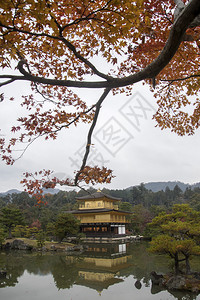 京都金殿佛教寺庙Kinkakuji是日本最受欢迎的建筑之一每年吸引大量游客图片