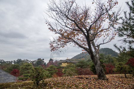 京都日本金殿木九寺秋花树图片