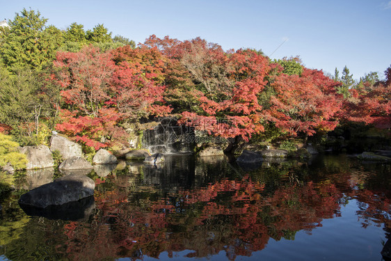 1月的秋叶花颜色非常出名图片