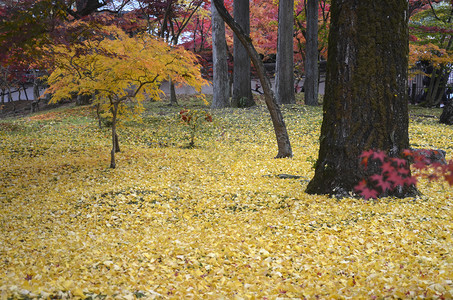 Eikando是日本京都EikandoTemple京都的秋色天Eikando是一座以杰出的叶子而闻名庙宇图片