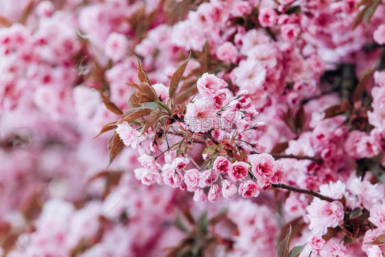樱花分枝园中美丽的樱图片