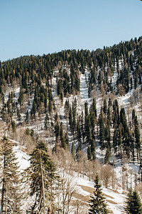 山上有松树雪图片