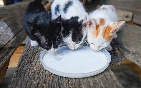 猫咪喂奶美丽的三只小猫吃掉盘子里的宠物喂奶高清图片