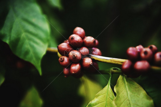 咖啡树上新鲜豆深底树枝上阿拉伯草莓图片