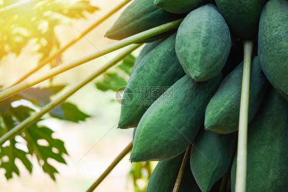 种植绿色木瓜果实的树上挂在花园农场业的阳光照耀着亚洲食品中流行的烹饪木瓜沙拉图片