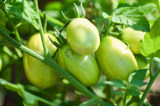 农场上新鲜的绿番茄图片
