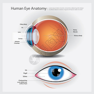 人类眼解剖矢量说明图片