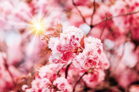 开花的苹果树枝白花园开的苹果树图片