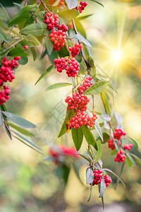 红莓在花园的树枝上红莓在花园的树枝上图片