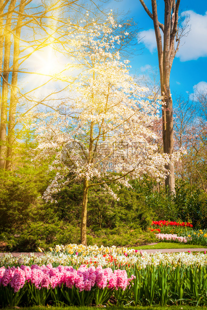 美丽的公园中日出光束春天自然场景美丽的观图片