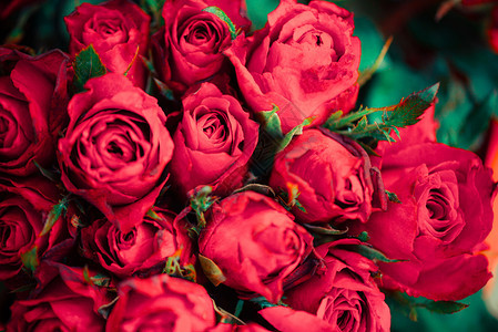 天然新鲜红玫瑰花束关闭玫瑰背景花朵浪漫的情人节概念图片