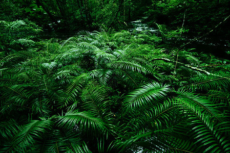 热带野生林背景雨中的绿树叶雨林中自然植物树和瀑布流河绿叶花岗背景以及热带和丛林主题亚马孙森林图片