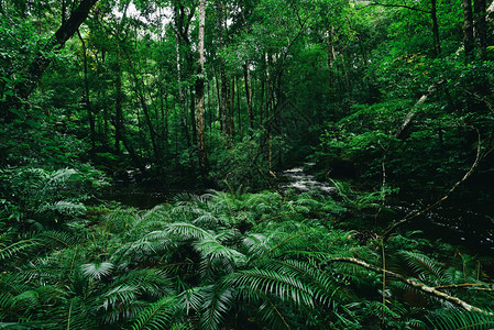 热带雨林中的植物图片